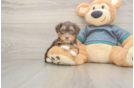 Yorkie Poo Pup Being Cute