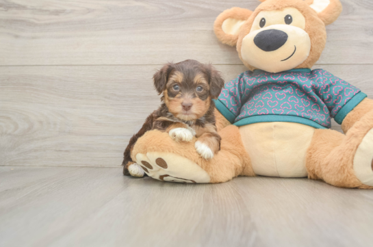 Yorkie Poo Pup Being Cute