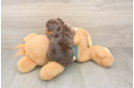 Playful Yo Yo Poo Poodle Mix Puppy