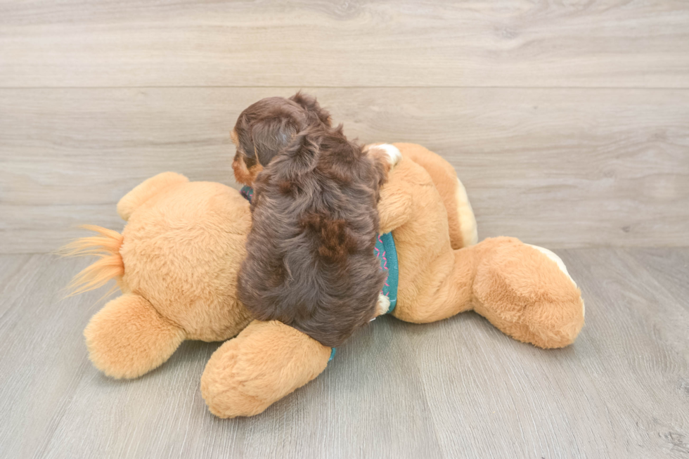 Playful Yo Yo Poo Poodle Mix Puppy