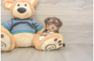 Petite Yorkie Poo Poodle Mix Pup