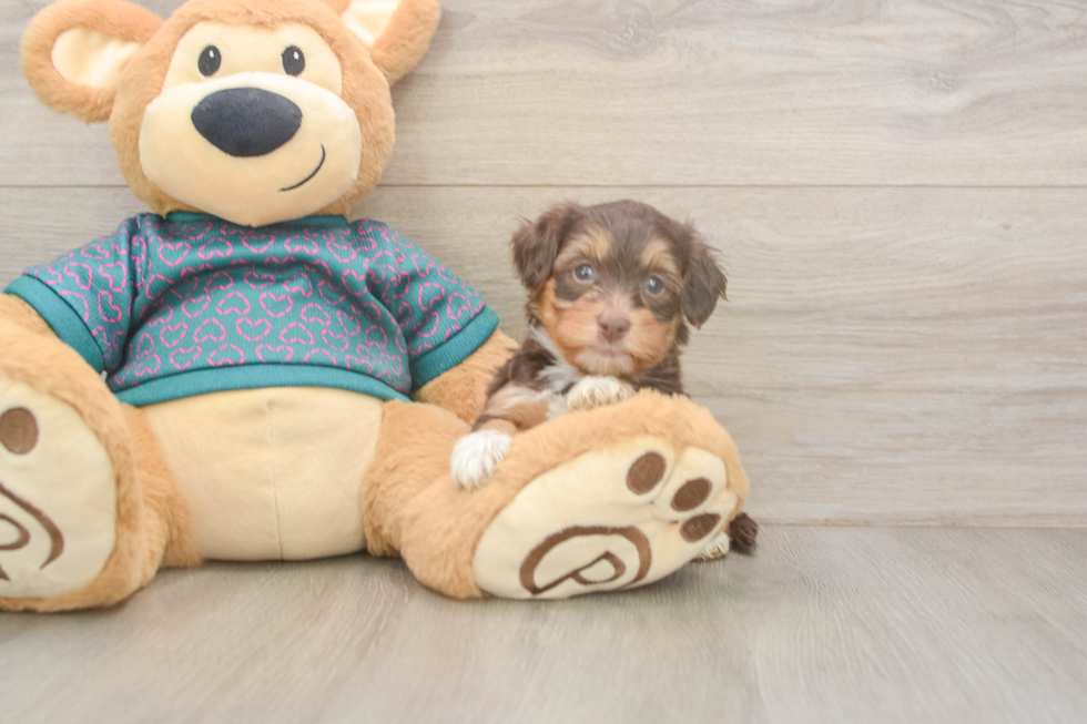 Petite Yorkie Poo Poodle Mix Pup