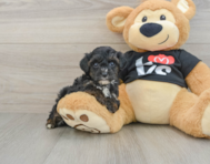 7 week old Yorkie Poo Puppy For Sale - Seaside Pups