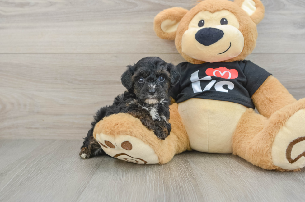 6 week old Yorkie Poo Puppy For Sale - Seaside Pups