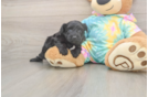 Playful Yo Yo Poo Poodle Mix Puppy