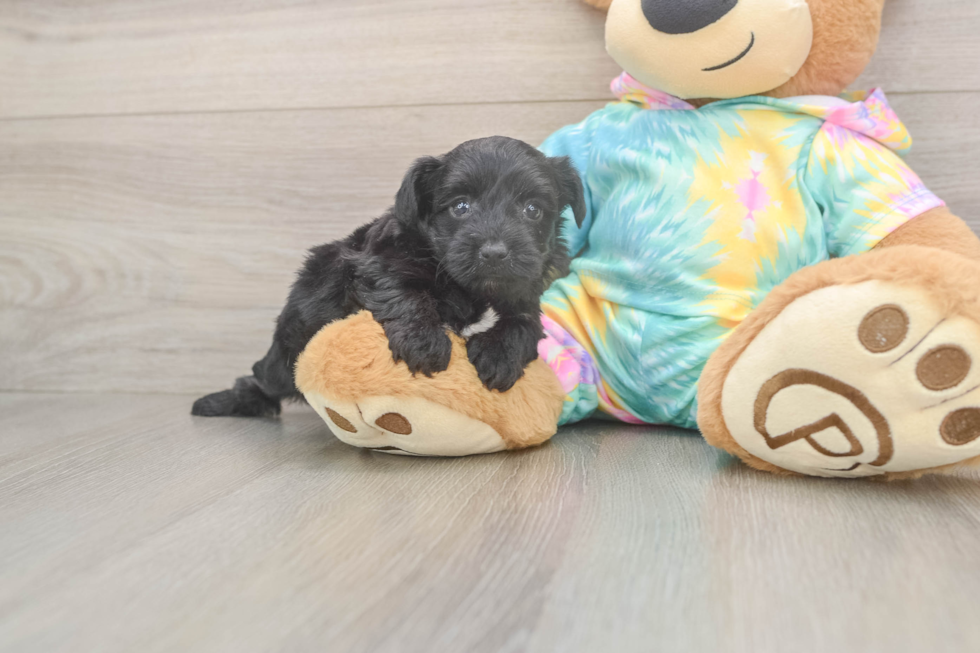 Playful Yo Yo Poo Poodle Mix Puppy