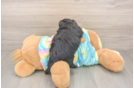 Yorkie Poo Puppy for Adoption