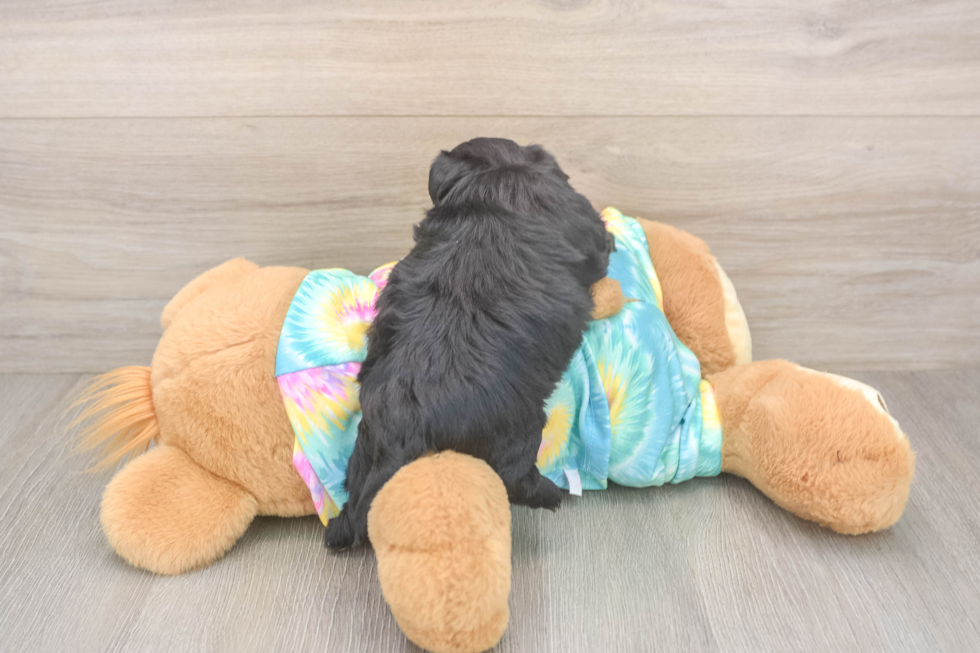 Yorkie Poo Puppy for Adoption