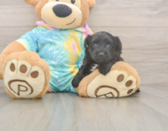 8 week old Yorkie Poo Puppy For Sale - Seaside Pups