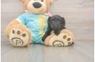 Popular Yorkie Poo Poodle Mix Pup