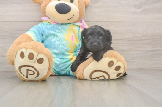 Popular Yorkie Poo Poodle Mix Pup