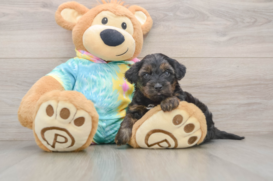 Yorkie Poo Pup Being Cute