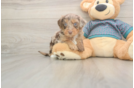 Friendly Yorkie Poo Baby