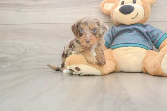 Friendly Yorkie Poo Baby