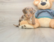 8 week old Yorkie Poo Puppy For Sale - Seaside Pups 8 week old Yorkie Poo Puppy For Sale - Seaside Pups