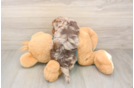 Popular Yorkie Poo Poodle Mix Pup