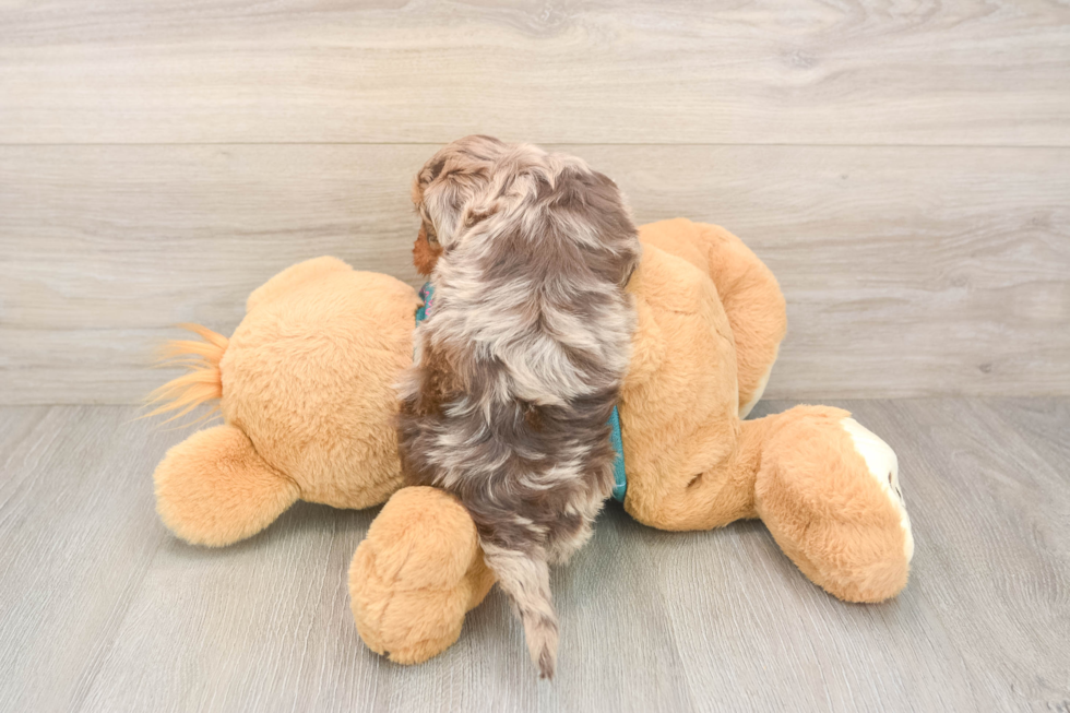 Popular Yorkie Poo Poodle Mix Pup
