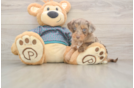 Best Yorkie Poo Baby