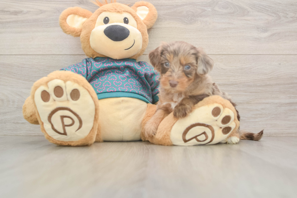 Best Yorkie Poo Baby