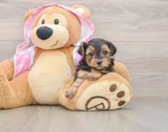 8 week old Yorkie Poo Puppy For Sale - Seaside Pups