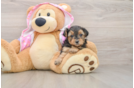 Small Yorkie Poo Baby
