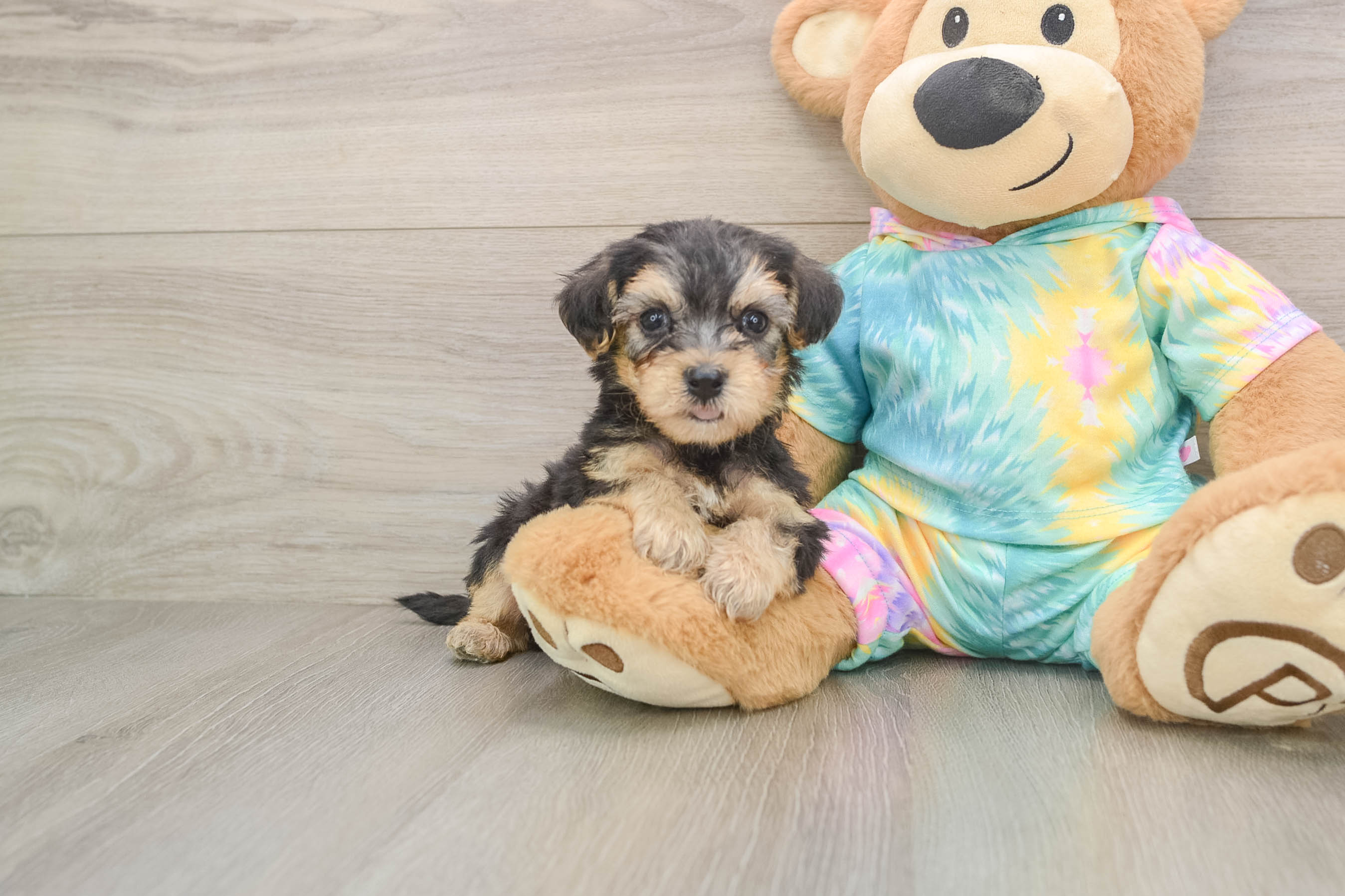 Friendly Yorkie Poo Baby