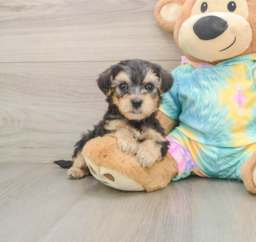 5 week old Yorkie Poo Puppy For Sale - Seaside Pups