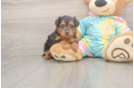 Friendly Yorkie Poo Baby