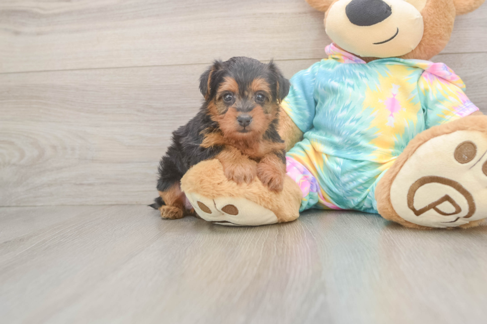 Friendly Yorkie Poo Baby