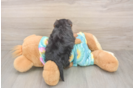 Popular Yorkie Poo Poodle Mix Pup