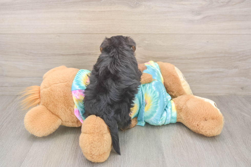Popular Yorkie Poo Poodle Mix Pup