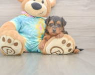 8 week old Yorkie Poo Puppy For Sale - Seaside Pups