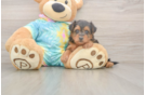 Sweet Yorkie Poo Baby