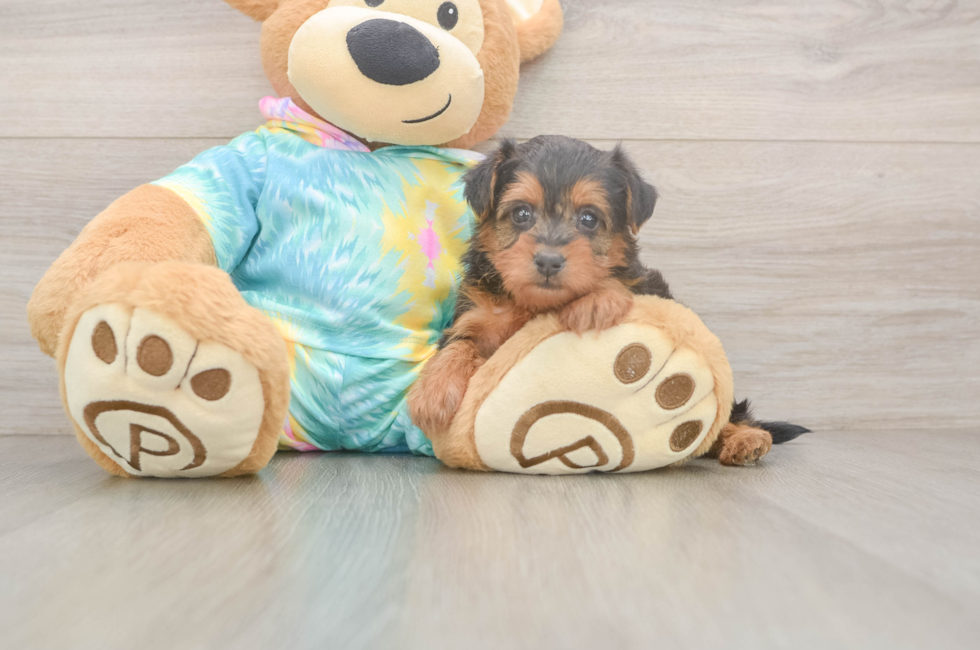 5 week old Yorkie Poo Puppy For Sale - Seaside Pups
