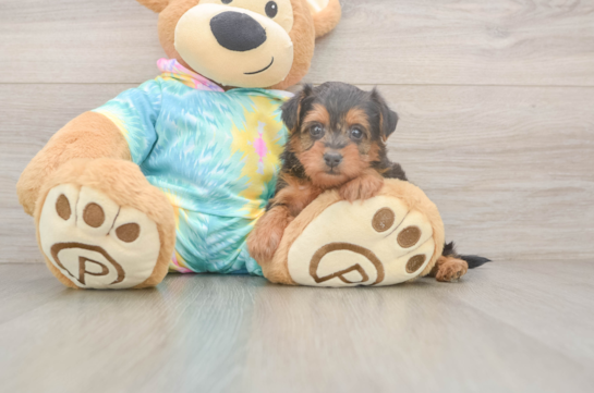 Sweet Yorkie Poo Baby