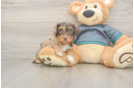 Best Yorkie Poo Baby