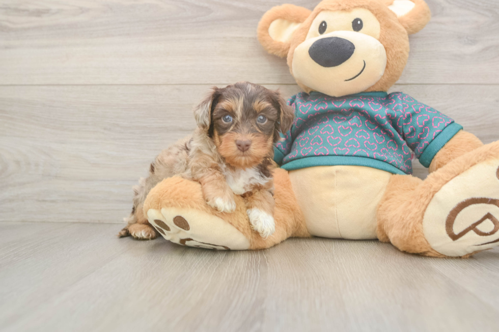 Best Yorkie Poo Baby