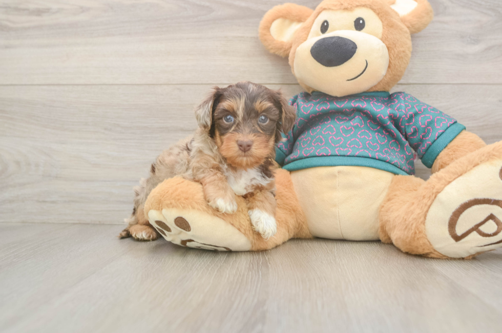 5 week old Yorkie Poo Puppy For Sale - Seaside Pups