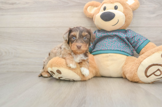 Best Yorkie Poo Baby