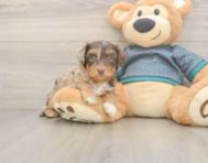 8 week old Yorkie Poo Puppy For Sale - Seaside Pups 8 week old Yorkie Poo Puppy For Sale - Seaside Pups