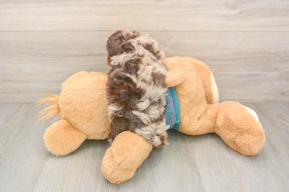 Yorkie Poo Puppy for Adoption