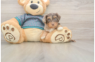 Best Yorkie Poo Baby