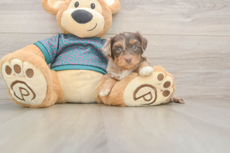 Best Yorkie Poo Baby