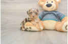 Fluffy Yorkie Poo Poodle Mix Pup