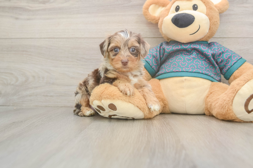 Fluffy Yorkie Poo Poodle Mix Pup