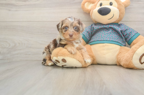 Fluffy Yorkie Poo Poodle Mix Pup