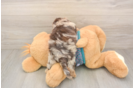 Yorkie Poo Pup Being Cute