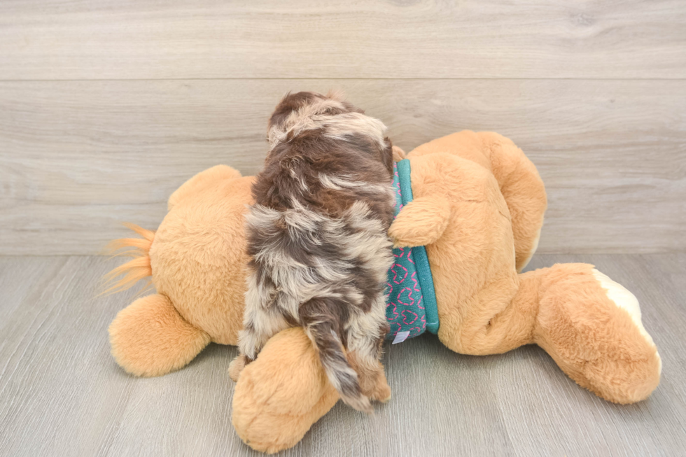 Yorkie Poo Pup Being Cute