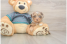 Yorkie Poo Pup Being Cute