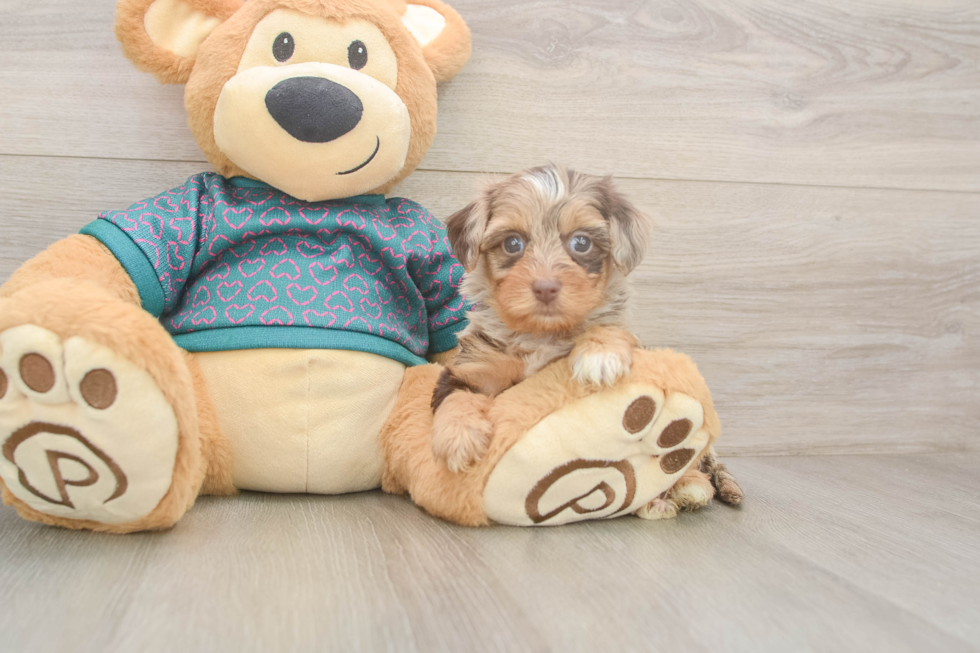 Yorkie Poo Pup Being Cute